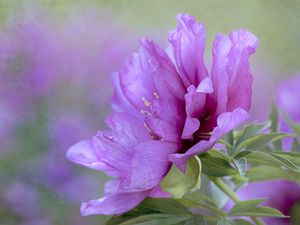 Preview wallpaper flower, petals, leaves, macro, pink