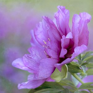 Preview wallpaper flower, petals, leaves, macro, pink