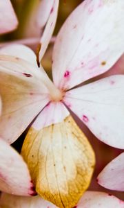 Preview wallpaper flower, petals, light