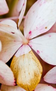 Preview wallpaper flower, petals, light