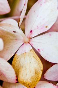 Preview wallpaper flower, petals, light