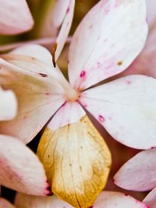 Preview wallpaper flower, petals, light