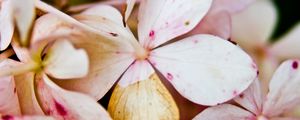 Preview wallpaper flower, petals, light