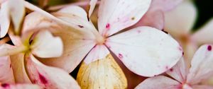 Preview wallpaper flower, petals, light