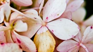 Preview wallpaper flower, petals, light