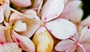 Preview wallpaper flower, petals, light