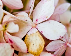 Preview wallpaper flower, petals, light
