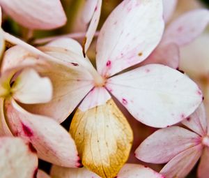 Preview wallpaper flower, petals, light