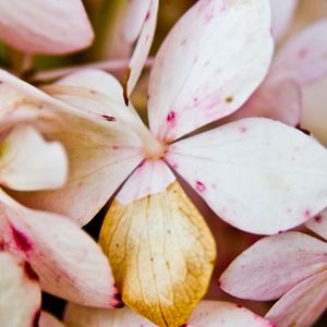 Preview wallpaper flower, petals, light