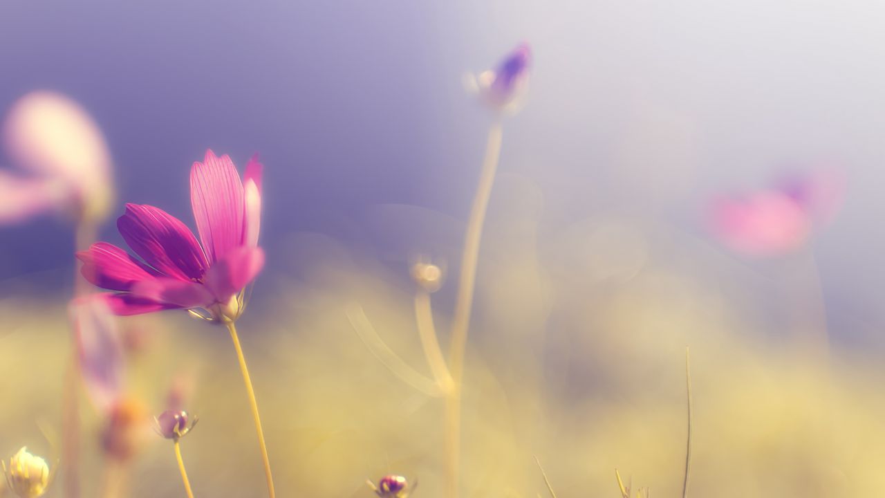 Wallpaper flower, petals, light, blur