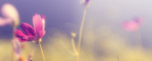 Preview wallpaper flower, petals, light, blur