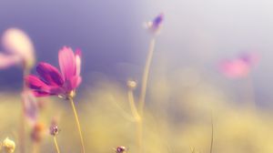 Preview wallpaper flower, petals, light, blur