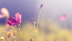 Preview wallpaper flower, petals, light, blur