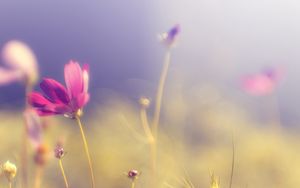 Preview wallpaper flower, petals, light, blur