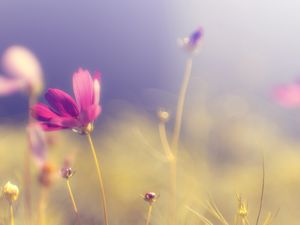 Preview wallpaper flower, petals, light, blur