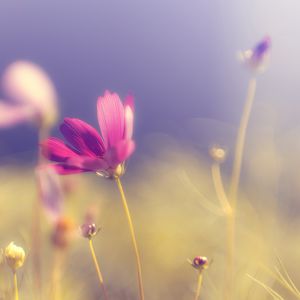 Preview wallpaper flower, petals, light, blur