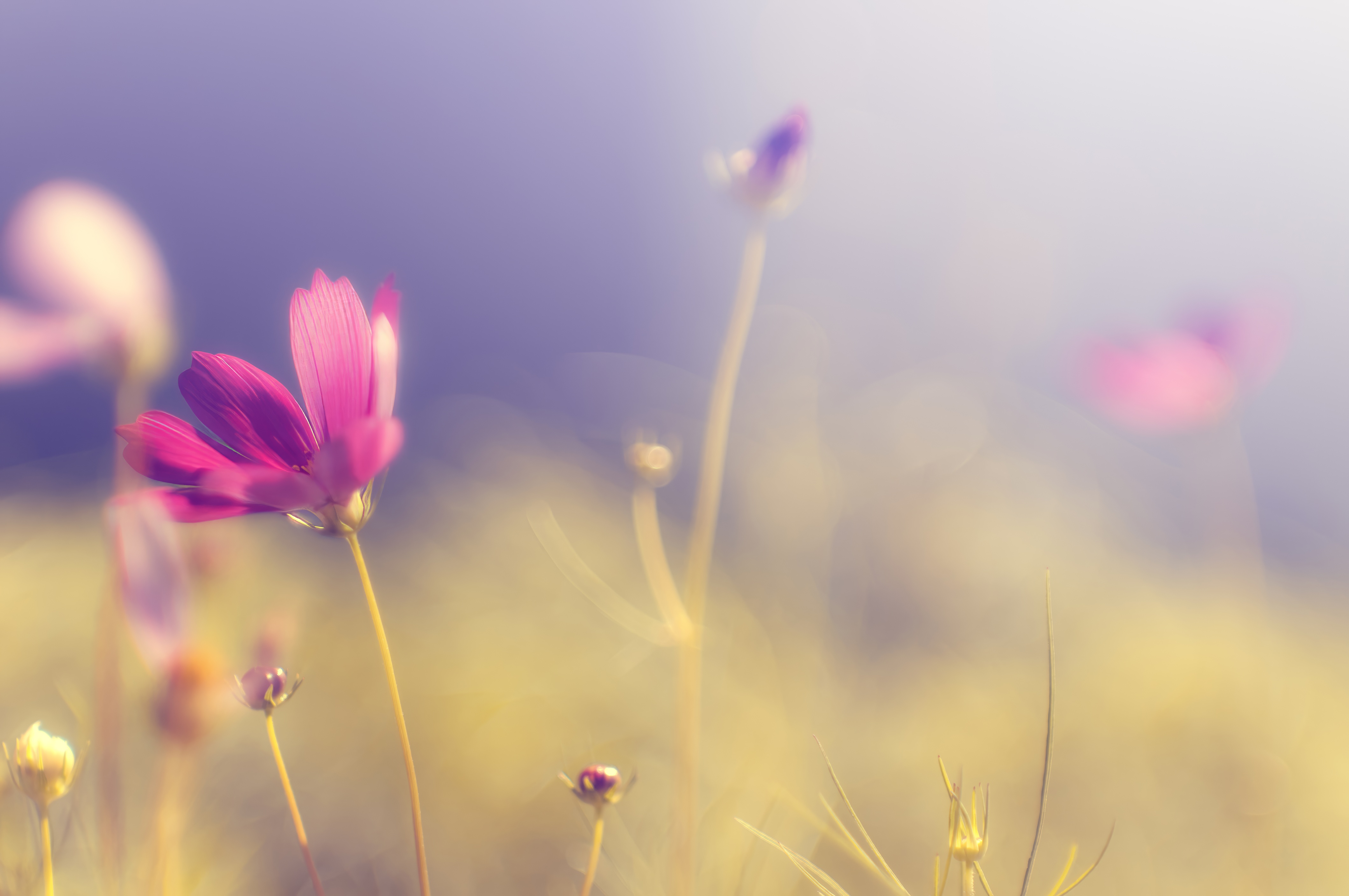 4238x2815 Wallpaper flower, petals, light, blur