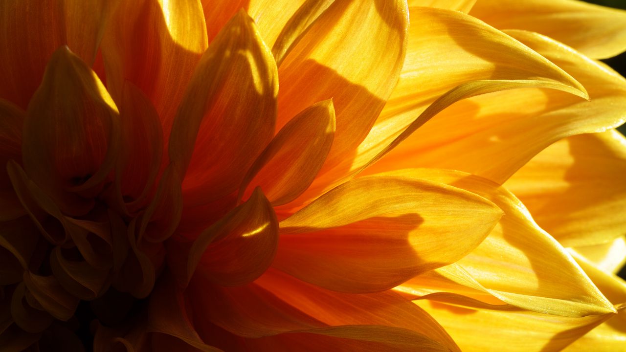 Wallpaper flower, petals, light, macro, yellow