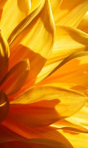 Preview wallpaper flower, petals, light, macro, yellow