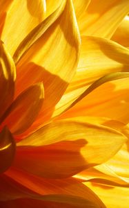 Preview wallpaper flower, petals, light, macro, yellow