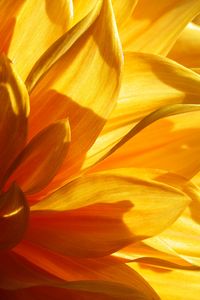 Preview wallpaper flower, petals, light, macro, yellow