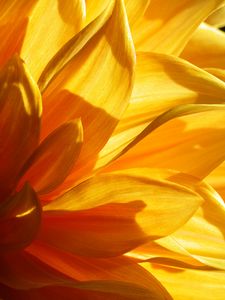Preview wallpaper flower, petals, light, macro, yellow