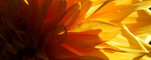 Preview wallpaper flower, petals, light, macro, yellow