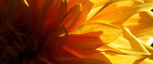 Preview wallpaper flower, petals, light, macro, yellow