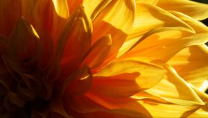 Preview wallpaper flower, petals, light, macro, yellow