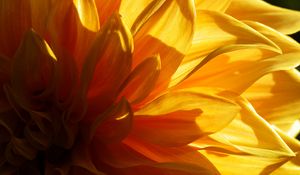 Preview wallpaper flower, petals, light, macro, yellow