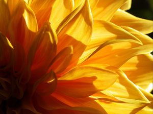 Preview wallpaper flower, petals, light, macro, yellow