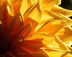 Preview wallpaper flower, petals, light, macro, yellow