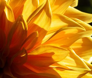 Preview wallpaper flower, petals, light, macro, yellow