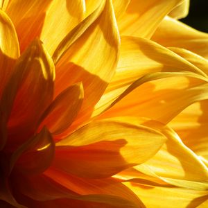 Preview wallpaper flower, petals, light, macro, yellow