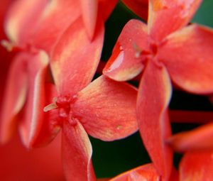 Preview wallpaper flower, petals, light, bright, blurred