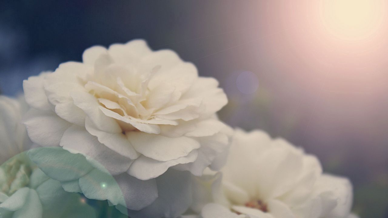 Wallpaper flower, petals, light, glare, bud
