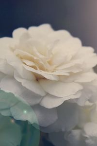 Preview wallpaper flower, petals, light, glare, bud