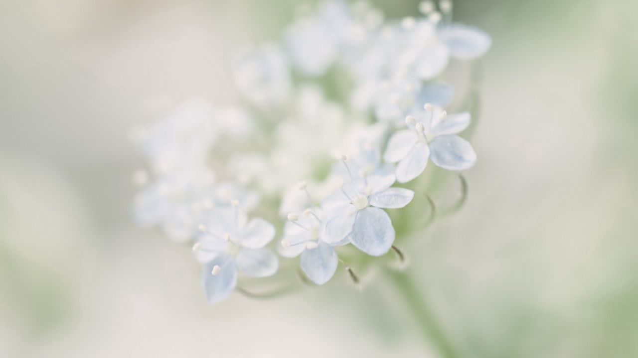 Wallpaper flower, petals, light, motion blur