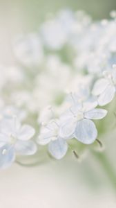 Preview wallpaper flower, petals, light, motion blur
