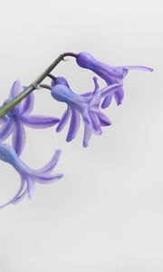 Preview wallpaper flower, petals, lilac, branch