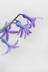 Preview wallpaper flower, petals, lilac, branch