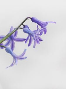 Preview wallpaper flower, petals, lilac, branch