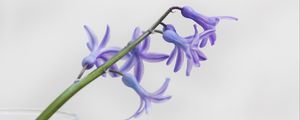 Preview wallpaper flower, petals, lilac, branch