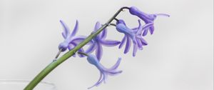 Preview wallpaper flower, petals, lilac, branch