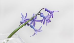 Preview wallpaper flower, petals, lilac, branch