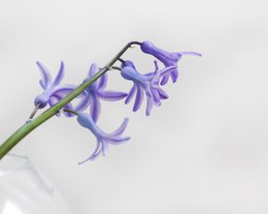 Preview wallpaper flower, petals, lilac, branch