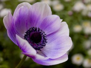 Preview wallpaper flower, petals, lilac