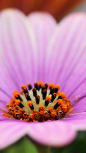 Preview wallpaper flower, petals, lines, macro