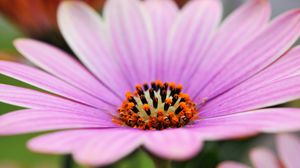 Preview wallpaper flower, petals, lines, macro