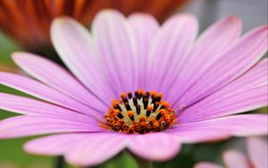 Preview wallpaper flower, petals, lines, macro